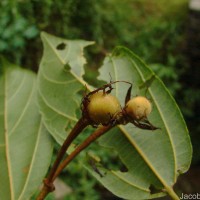 Grewia carpinifolia Juss.